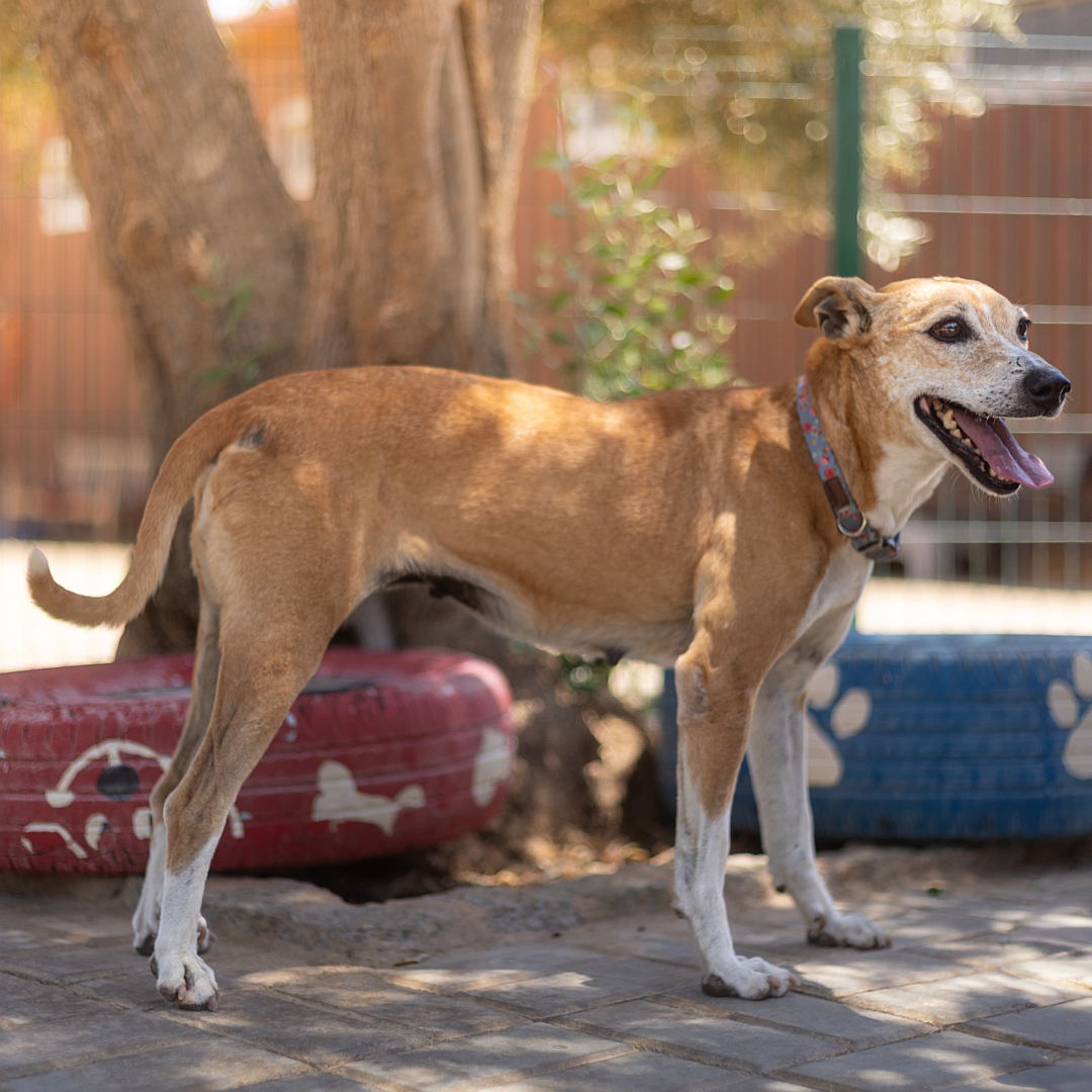 Hellbraun-weiße Hündin, stehend, rechte Seite, Portrait, Kopf und Blick geradeaus