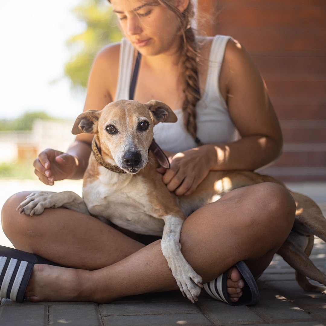 Hellbraun-weiße Hündin, von vorn, liegt im Schoß einer Person, Kopf und Blick in Kamera