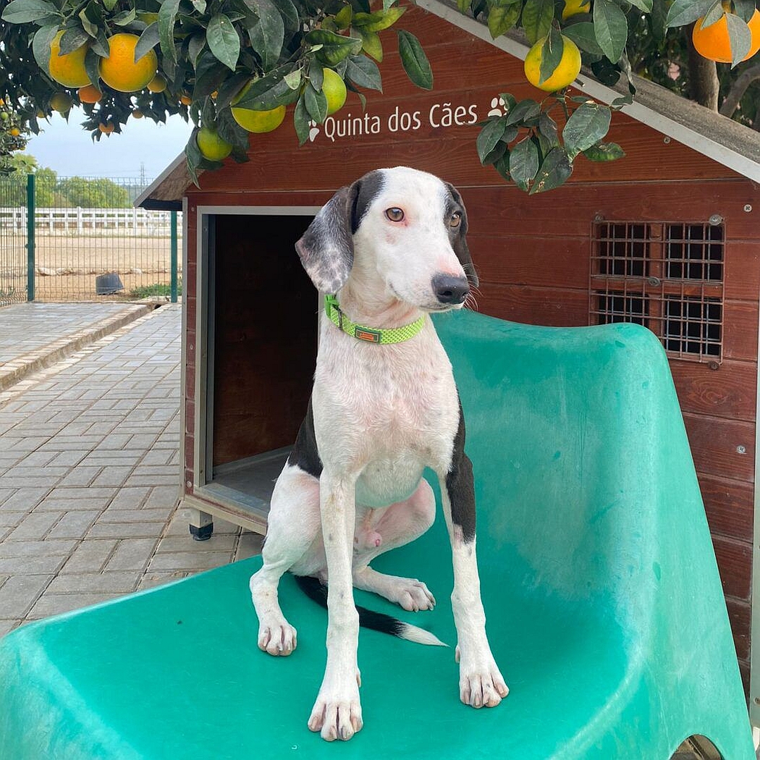 Schwarz-weißer Rüde, sitzend, von vorn, Kopf und Blick leicht nach links