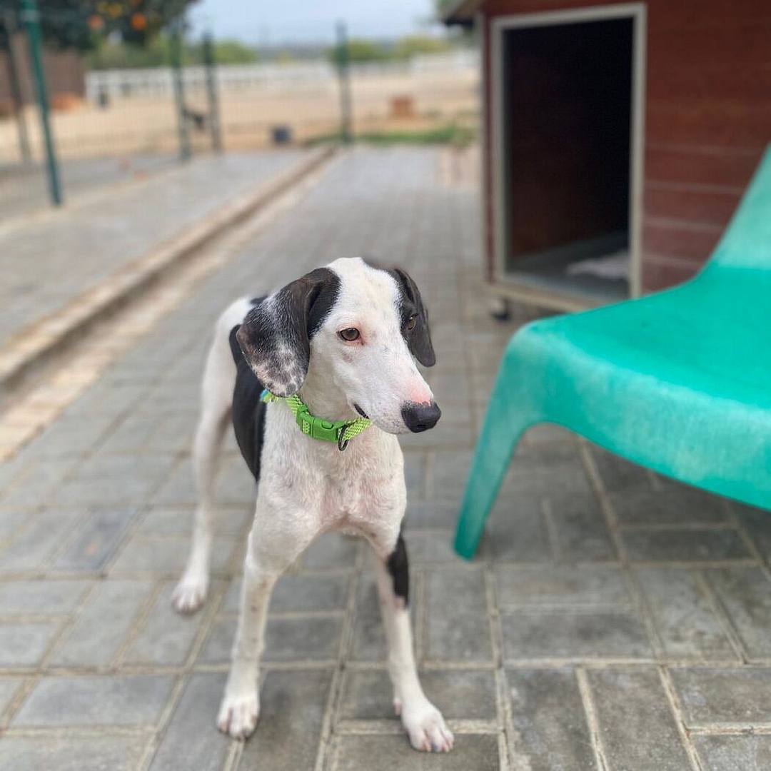 Schwarz-weißer Rüde, stehend, von vorn, Kopf und Blick leicht nach links