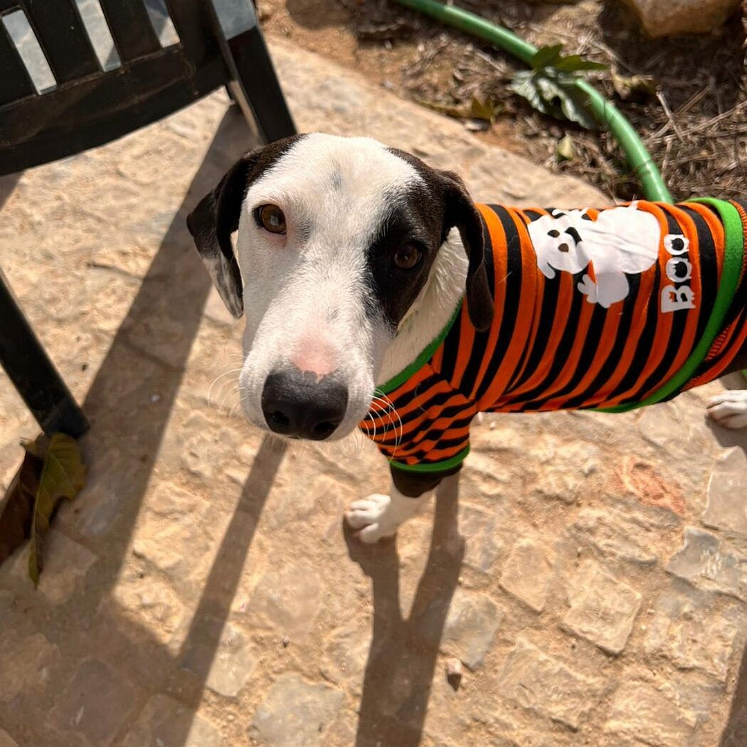 Schwarz-weißer Rüde, stehend, von vorn oben, Kopf und Blick nach links oben in Kamera