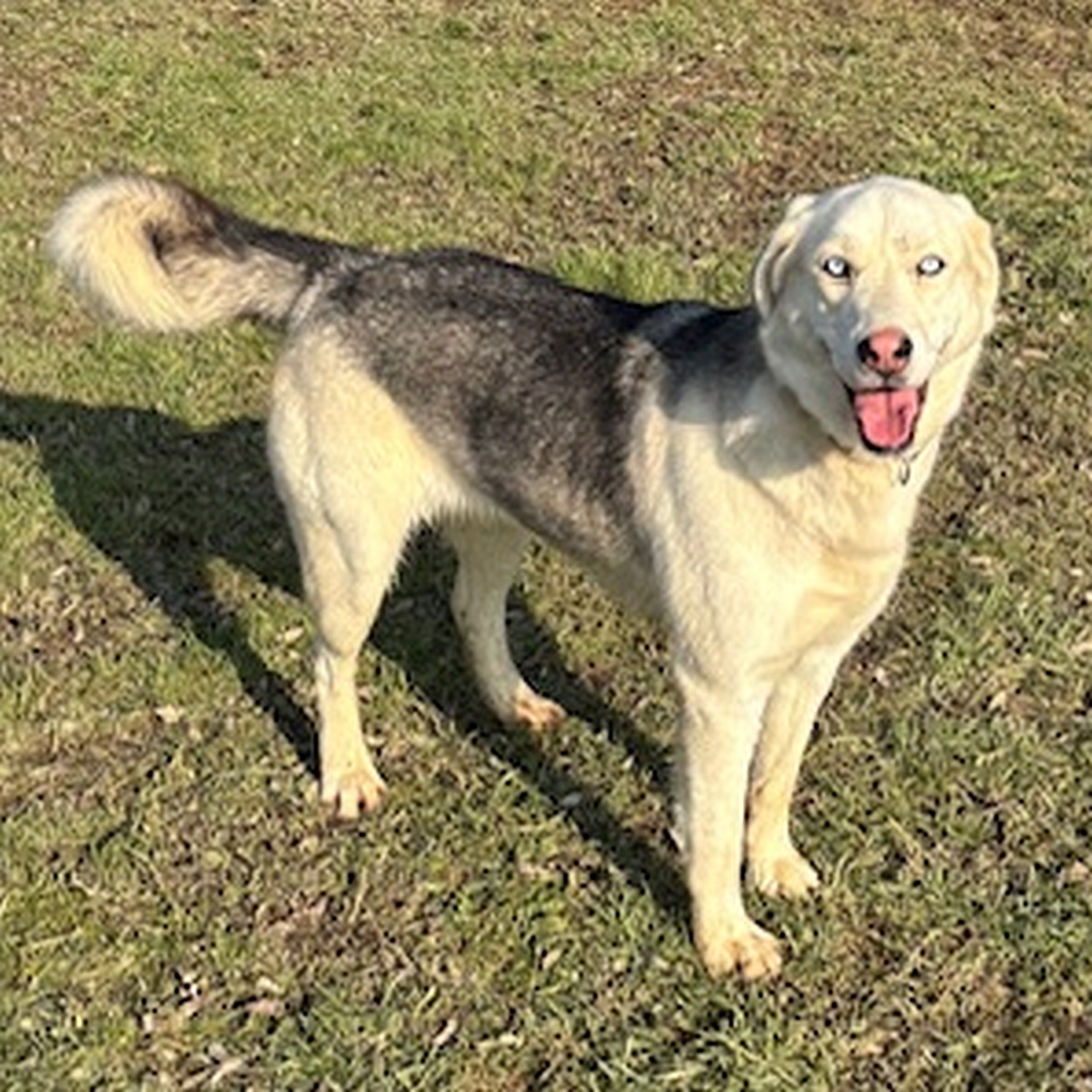 Weiße Hündin, grauer Rücken, hellblaue Augen, stehend, rechte Seite, Kopf und Blick nach rechts in Kamera