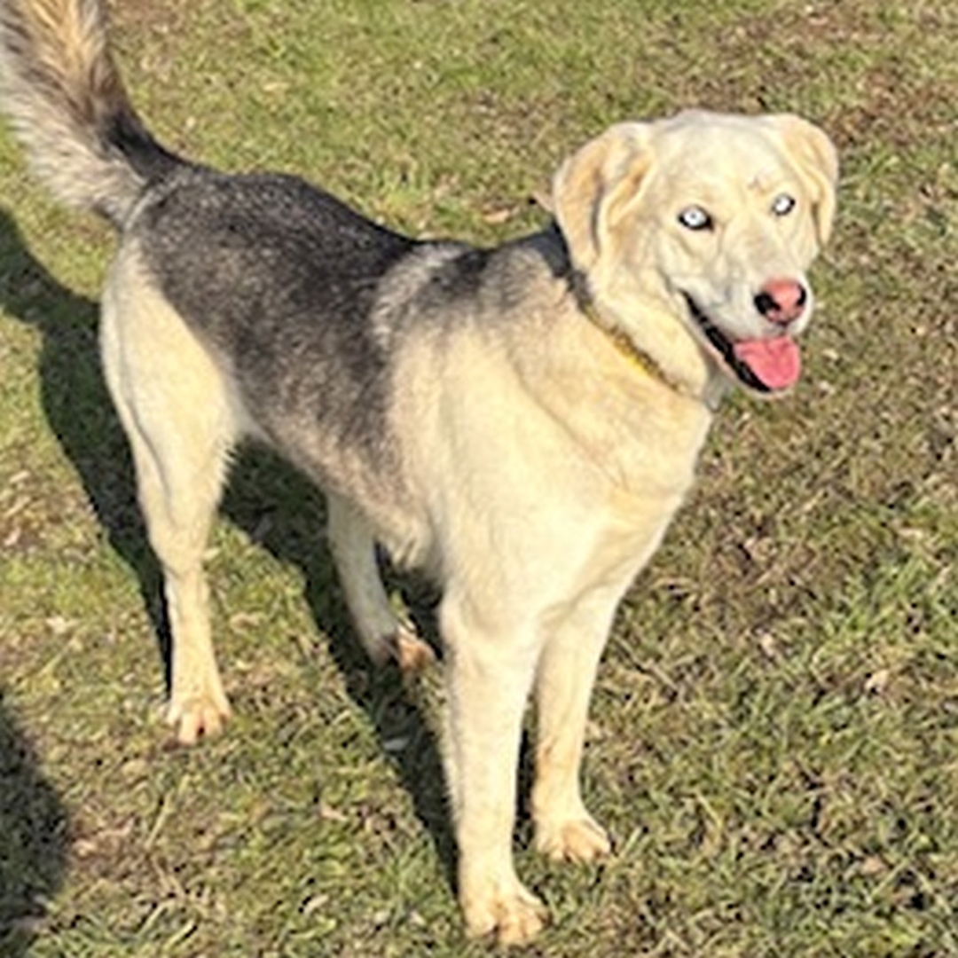 Weiße Hündin, grauer Rücken, hellblaue Augen, stehend, rechte Seite, Kopf und Blick geradeaus