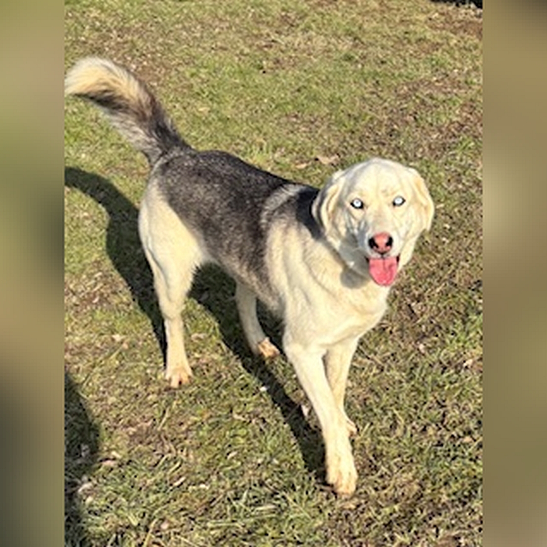 Weiße Hündin, grauer Rücken, hellblaue Augen, stehend, von eher rechts vorn oben, Kopf und Blick nach oben in Kamera