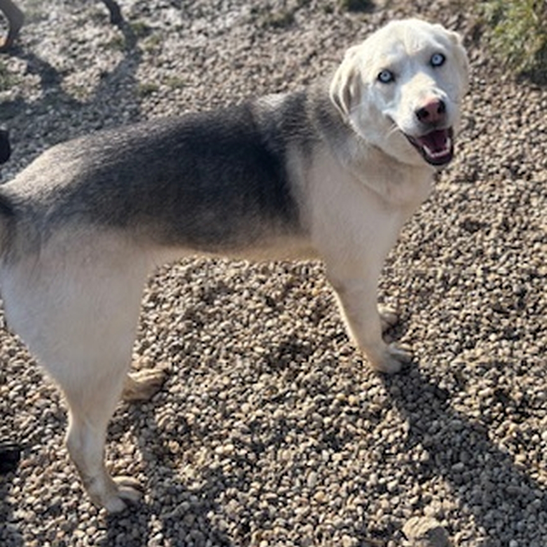 Weiße Hündin, grauer Rücken, hellblaue Augen, stehend, rechte Seite, Kopf und Blick nach rechts oben in Kamera