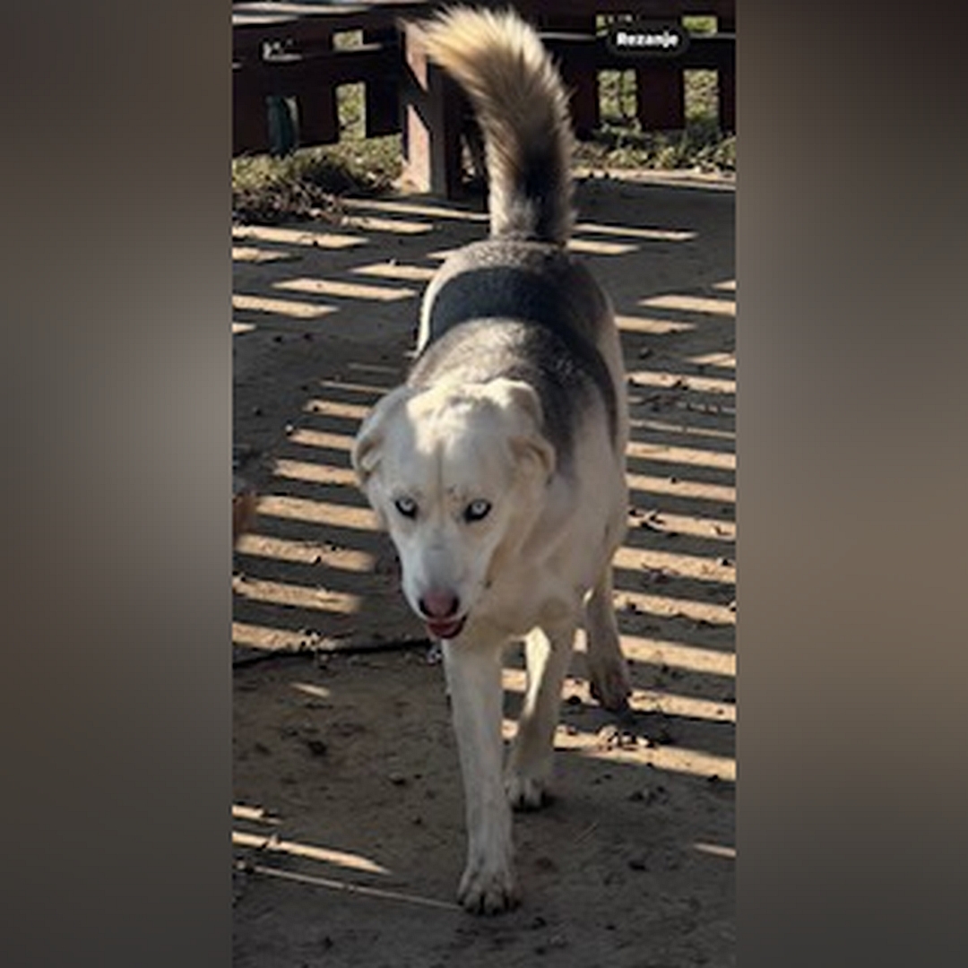 Weiße Hündin, grauer Rücken, hellblaue Augen, gehend, von vorn, Kopf und Blick geradeaus