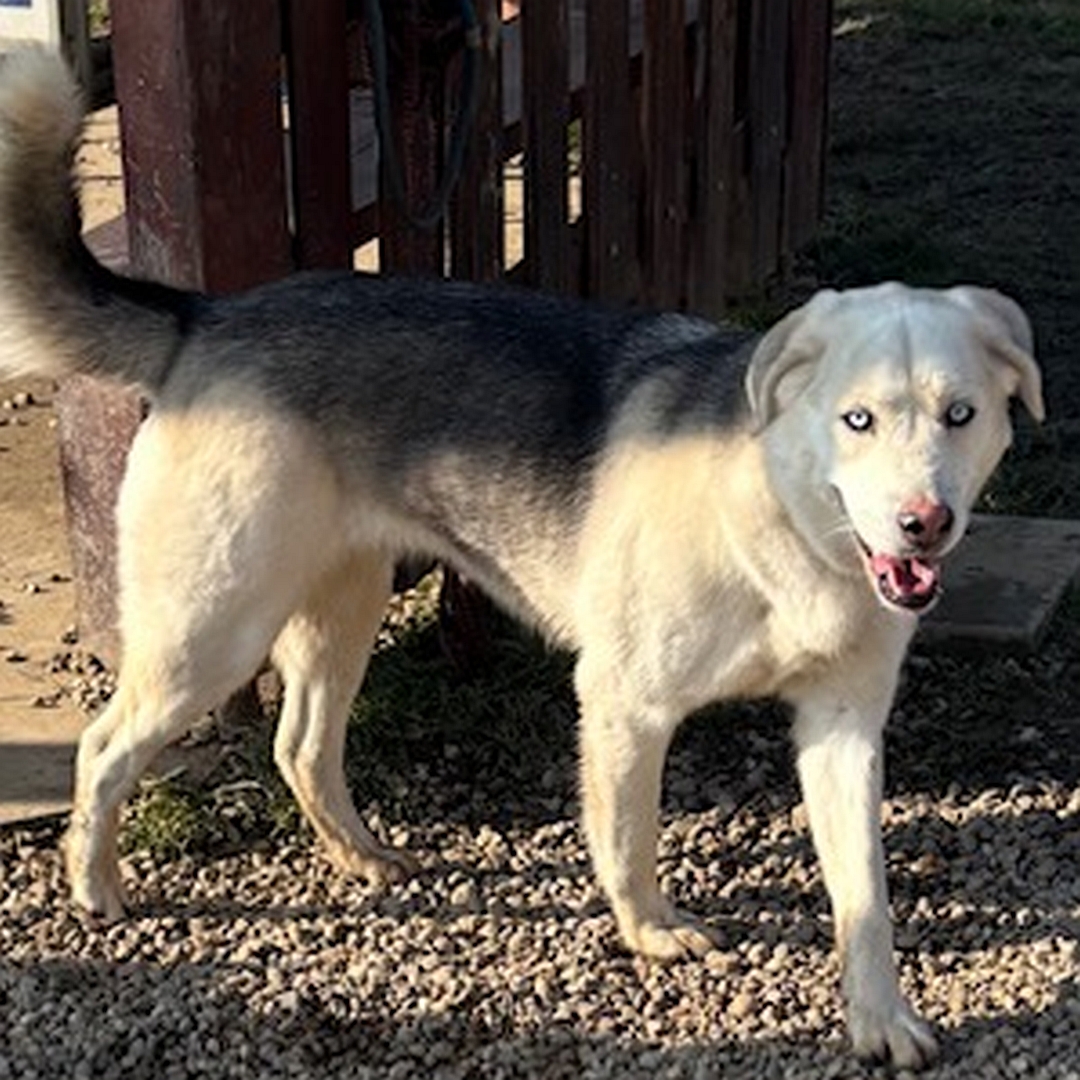 Weiße Hündin, grauer Rücken, hellblaue Augen, stehend, rechte Seite, Kopf und Blick nach rechts in Kamera