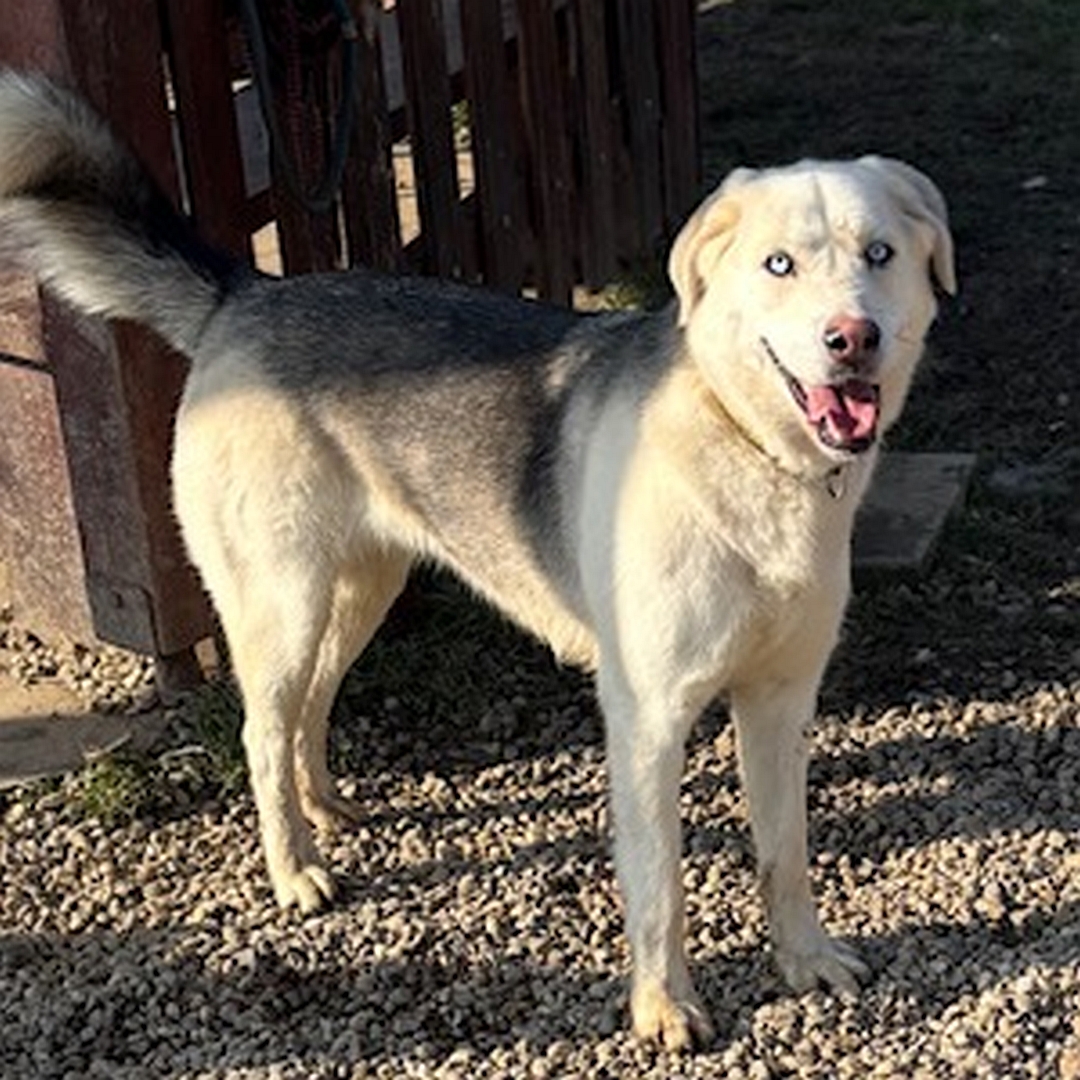 Weiße Hündin, grauer Rücken, hellblaue Augen, stehend, rechte Seite, Kopf und Blick nach rechts in Kamera