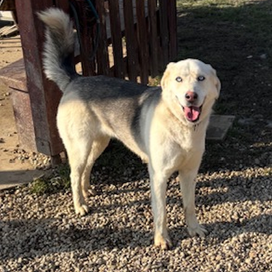Weiße Hündin, grauer Rücken, hellblaue Augen, stehend, rechte Seite, Kopf und Blick nach rechts in Kamera