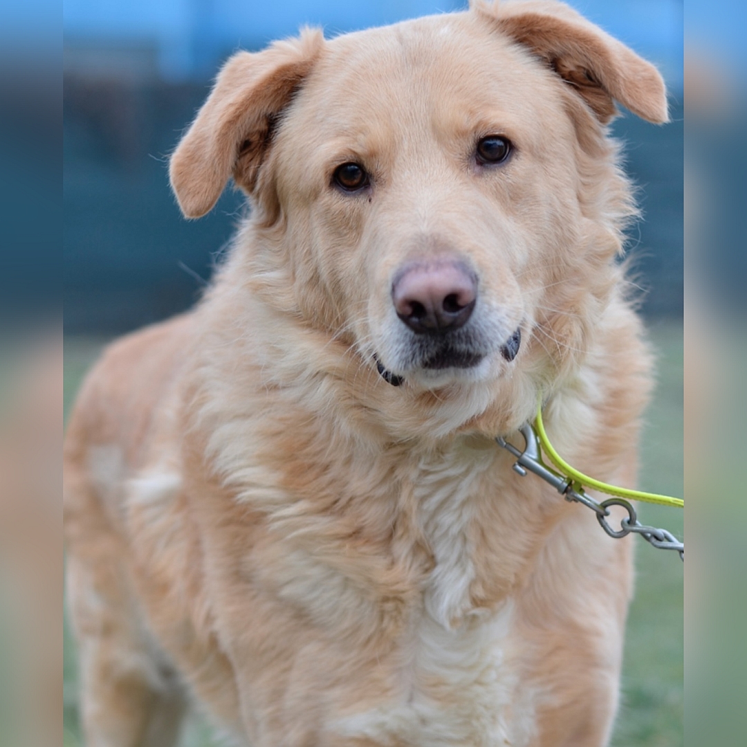 Hellbraune Hündin, stehend, von vorn, Portrait, Blick in Kamera