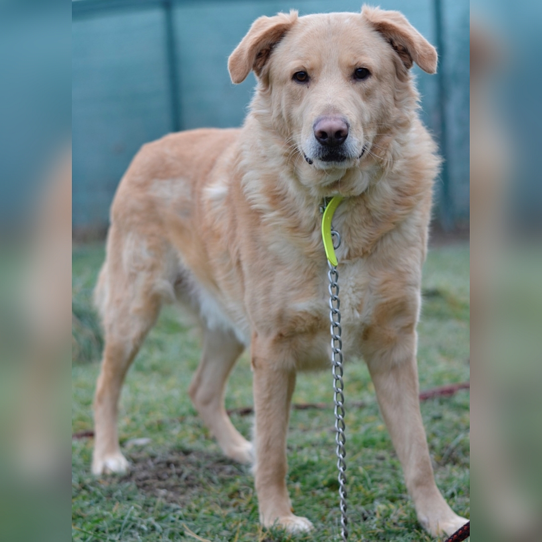 Hellbraune Hündin, stehend, von eher rechts vorn, Blick in Kamera