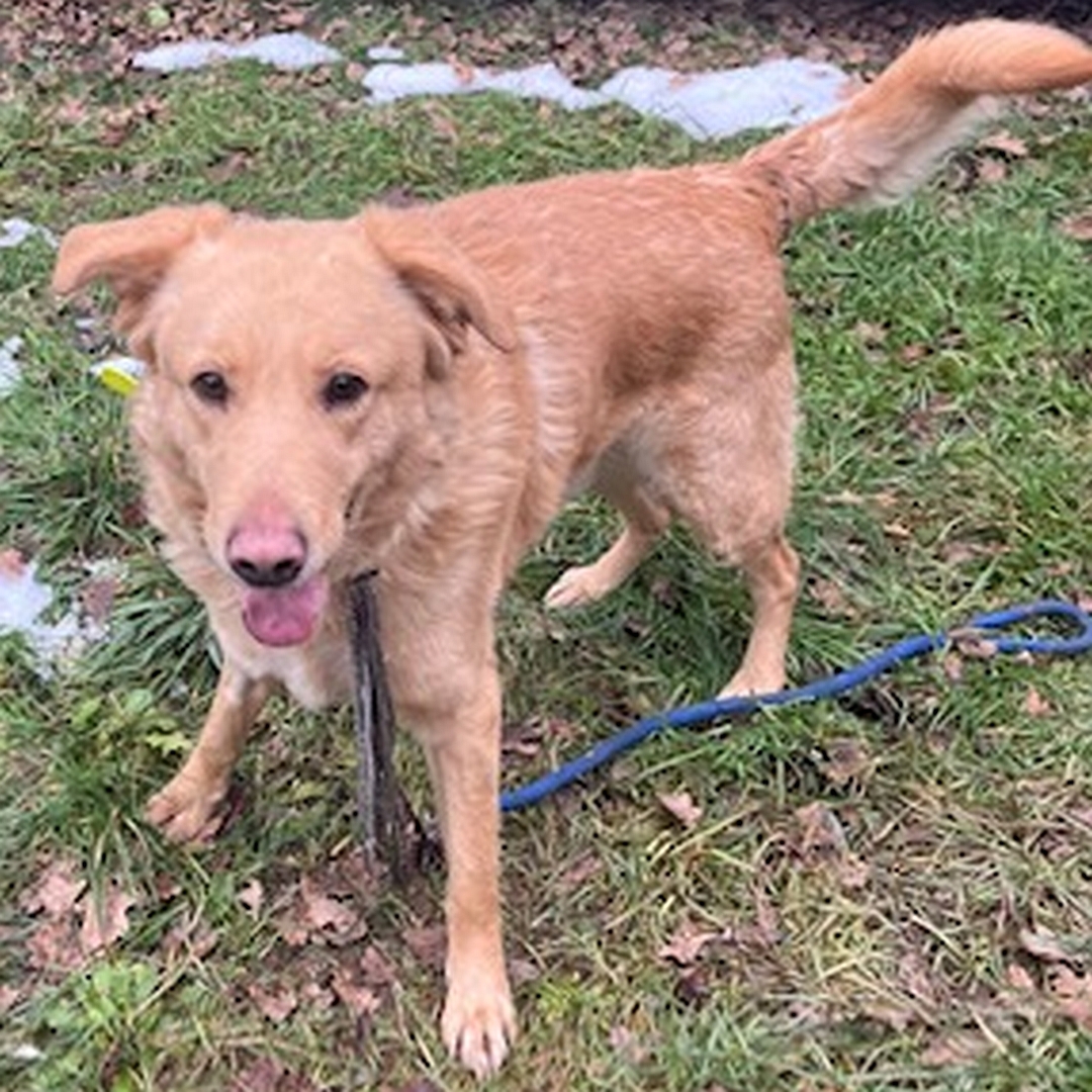 Hellbraune Hündin, stehend, von eher links vorn, Blick geradeaus