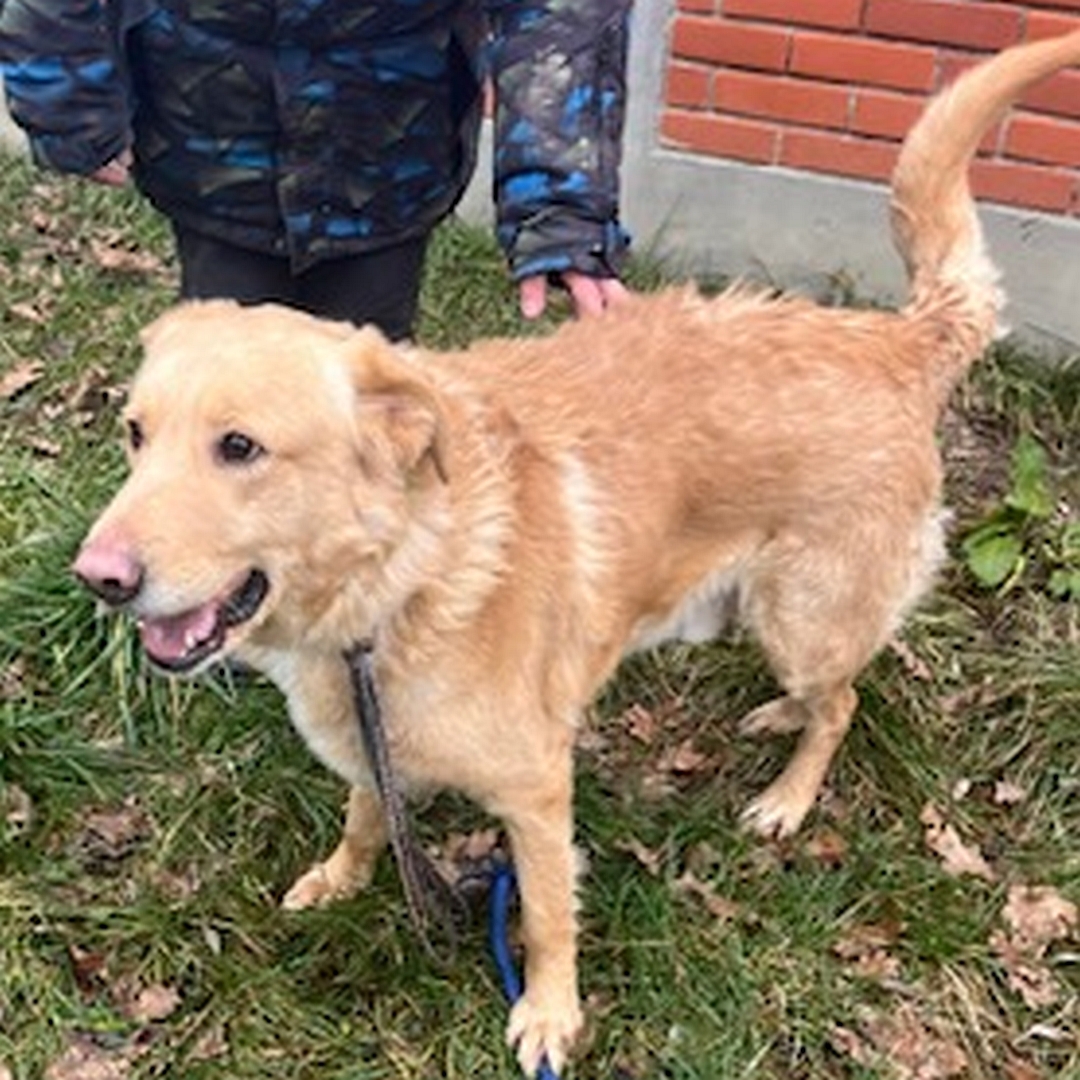 Hellbraune Hündin, stehend, linke Seite, Kopf und Blick geradeaus