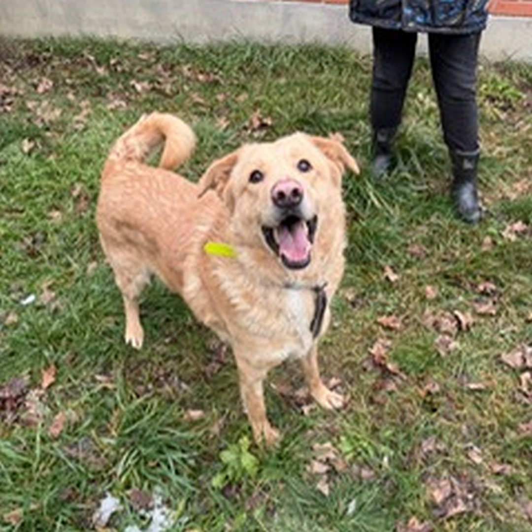 Hellbraune Hündin, stehend, von eher rechts vorn oben, Blick nach oben in Kamera