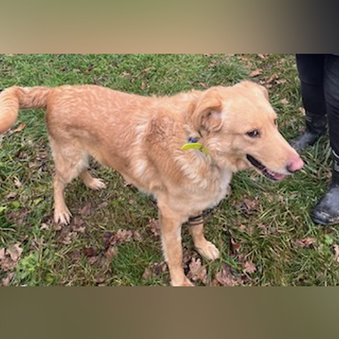 Hellbraune Hündin, stehend, rechte Seite, Kopf und Blick geradeaus