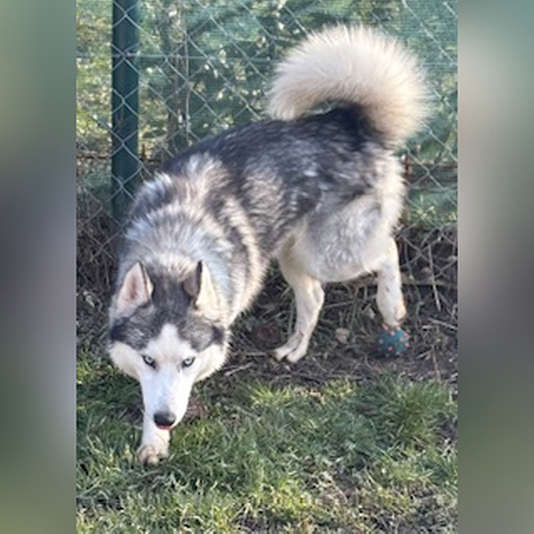 Weiß-grauer Rüde, gehend, von vorne links, Kopf und Blick nach vorn unten