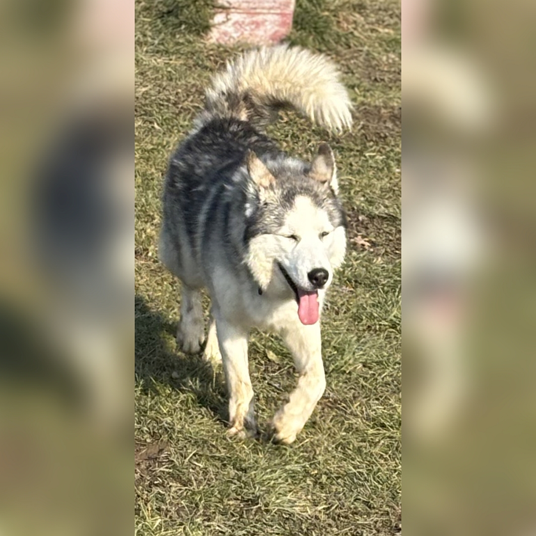 Weiß-grauer Rüde, gehend, von vorne, Kopf und Blick geradeaus