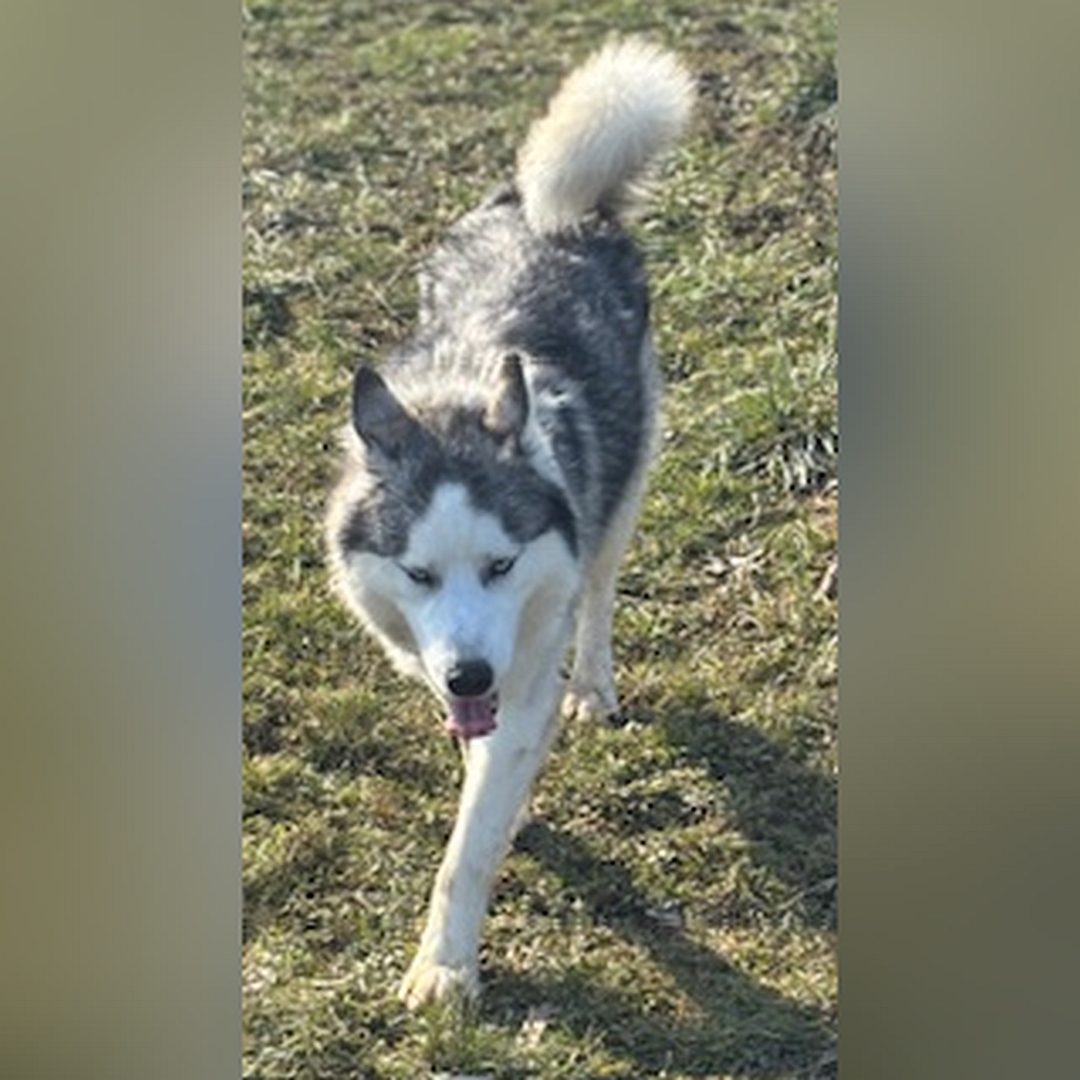 Weiß-grauer Rüde, gehend, von vorne, Kopf und Blick geradeaus