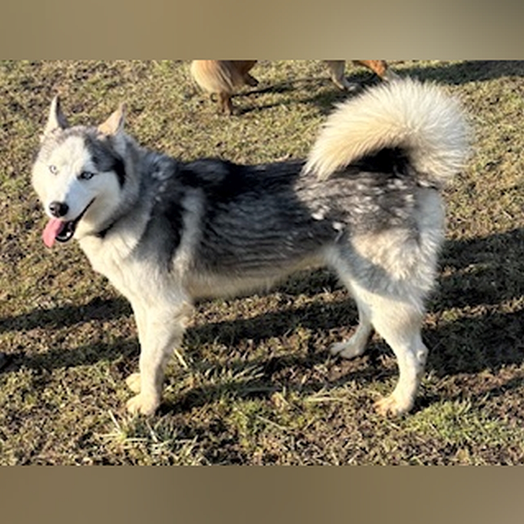 Weiß-grauer Rüde, stehend, linke Seite, Kopf und Blick nach links