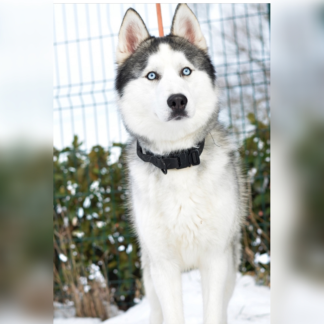 Weiß-grauer Rüde, sitzend, von vorn, Blick leicht nach links oben