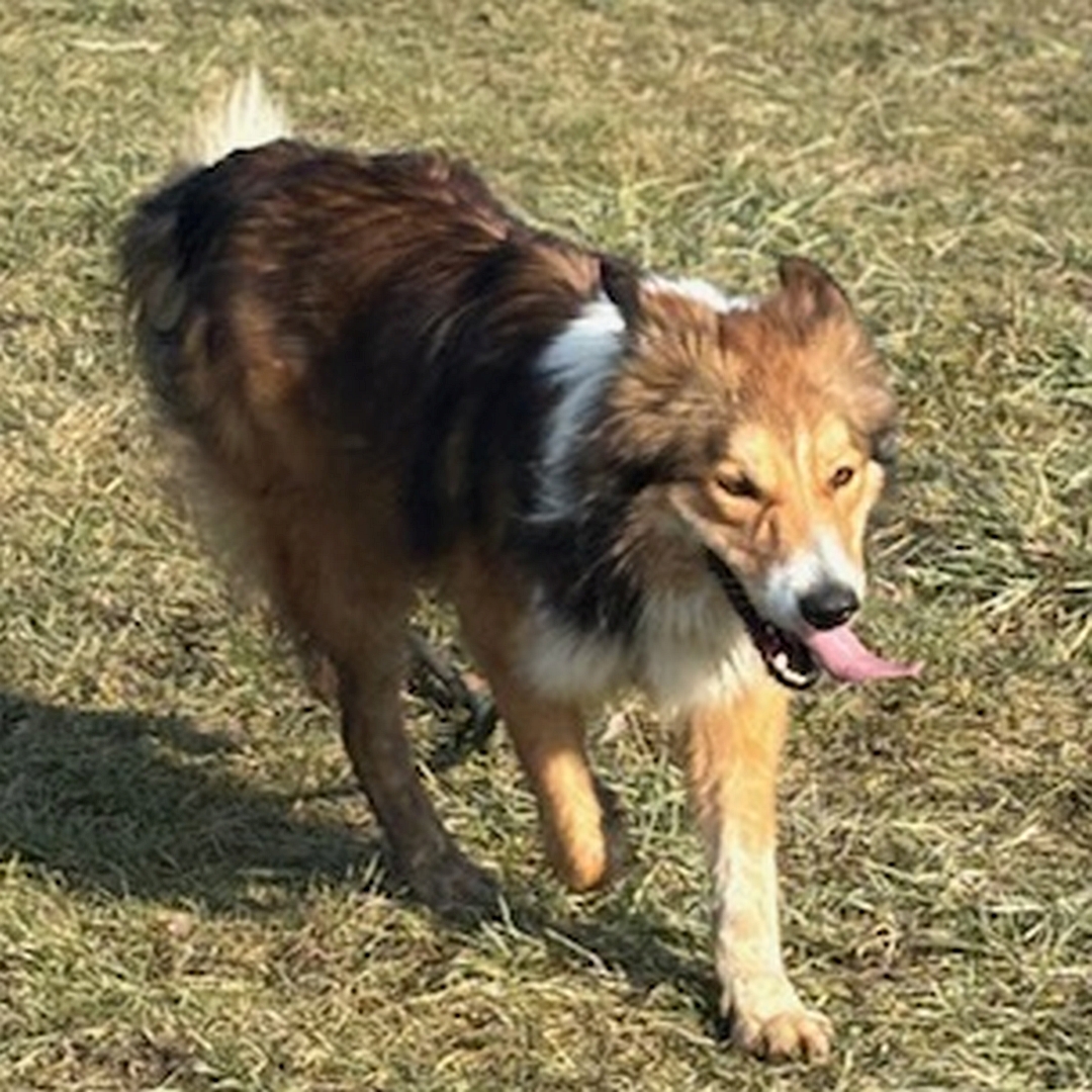 Hellbraun- weißer Rüde, gehend, von vorn, eher rechts, Kopf und Blick geradeaus