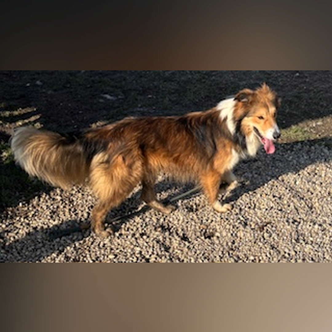 Hellbraun- weißer Rüde, stehend, rechte Seite, Kopf und Blick leicht nach rechts