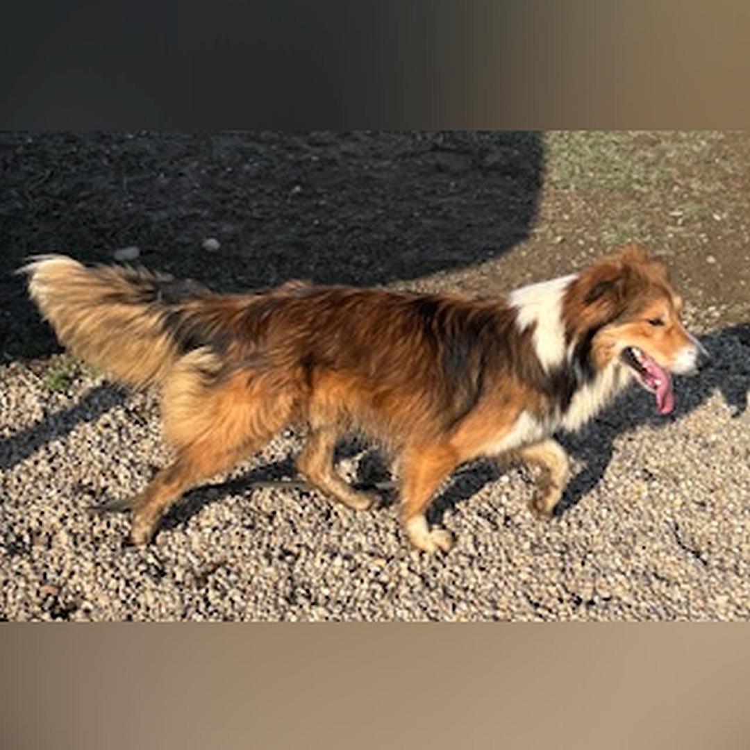 Hellbraun- weißer Rüde, gehend, rechte Seite, Kopf und Blick geradeaus