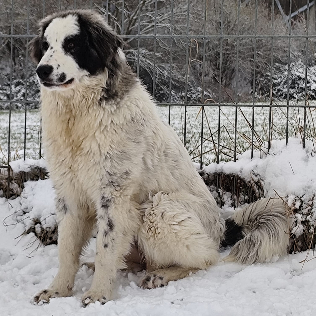 Weiße Hündin, graue Ohren, sitzend, von eher links vorn, Kopf und Blick geradeaus