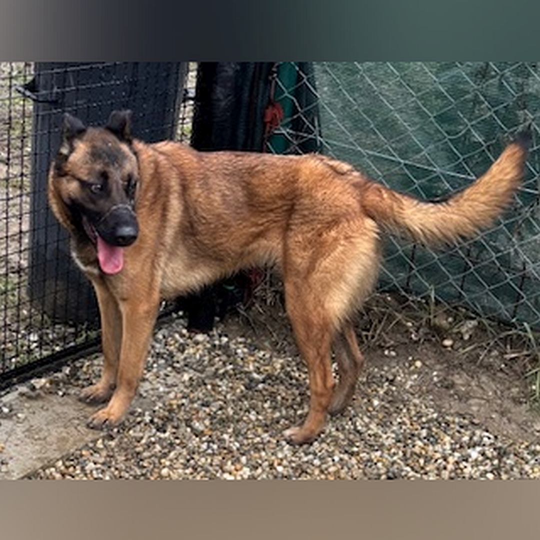 Hellbraune Hündin, schwarze Maske, stehend, linke Seite, Kopf und Blick nach links hinten