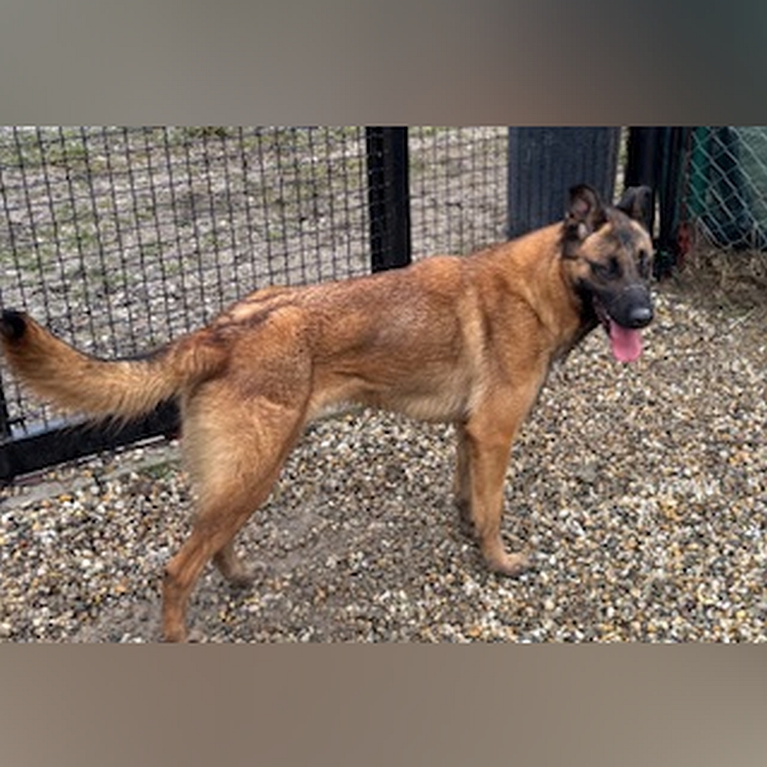 Hellbraune Hündin, schwarze Maske, stehend, rechte Seite, Kopf und Blick nach rechts 