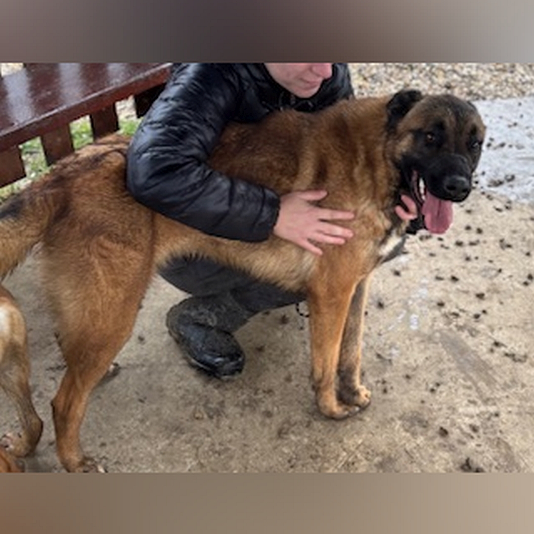 Hellbraune Hündin, schwarze Maske, stehend, rechte Seite, Kopf und Blick nach rechts, wird von  einer Person im Arm gehalten