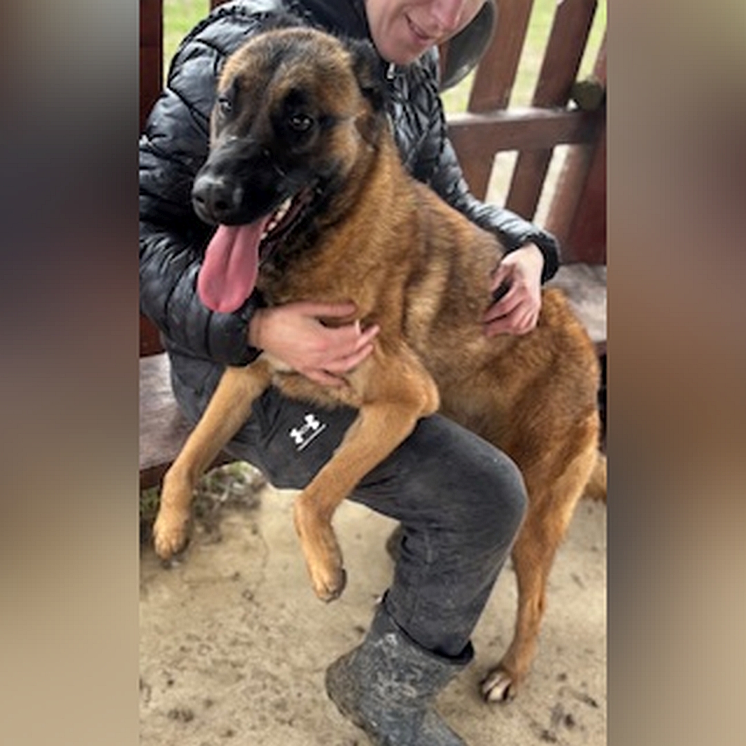 Hellbraune Hündin, schwarze Maske, auf zwei Beinen stehend, Vorderläufe hängen über dem Knie einer Person, die sie umarmt, von eher links vorn, Kopf und Blick geradeaus