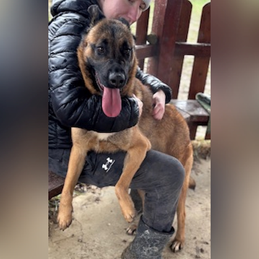 Hellbraune Hündin, schwarze Maske, auf zwei Beinen stehend, Vorderläufe hängen über dem Knie einer Person, die sie umarmt, von eher links vorn, Kopf und Blick nach links Richtung Kamera