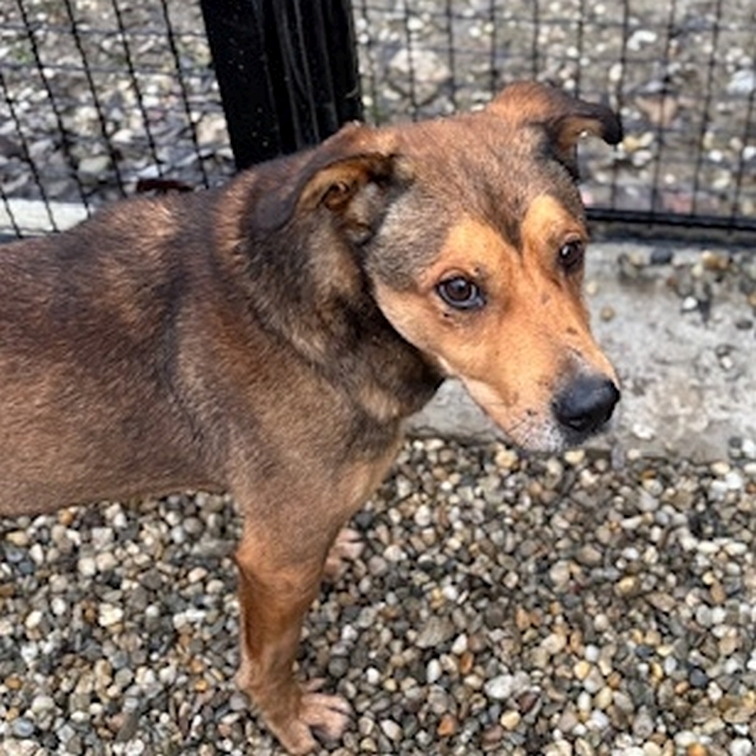Brauner Rüde, stehend, halbe rechte Seite, Kopf und Blick leicht nach rechts
