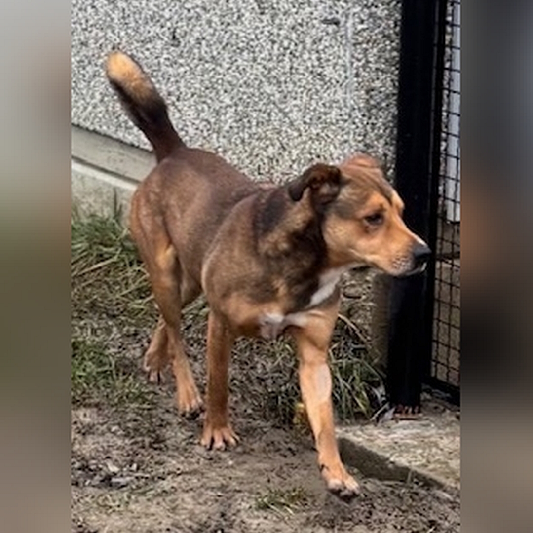 Brauner Rüde, gehend, von eher rechts vorn, Kopf und Blick leicht nach links