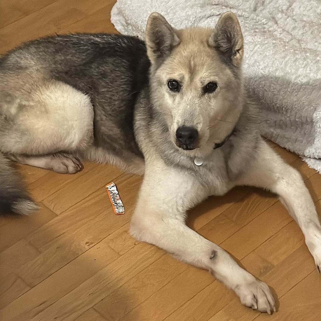 Hellbeige-braungraue Hündin, liegend, von eher rechts vorn, Blick direkt in Kamera