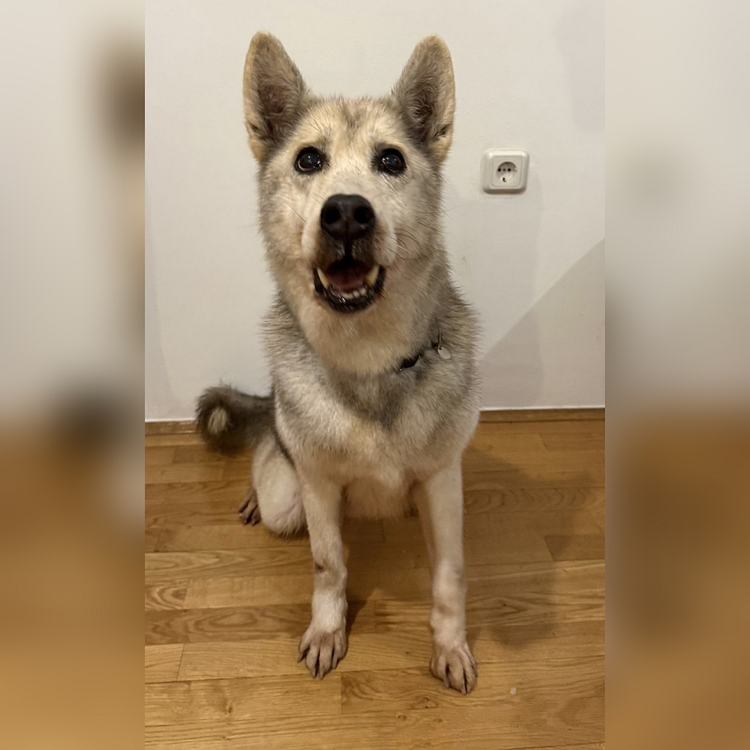 Hellbeige-braungraue Hündin, sitzend, von vorn, Blick direkt in Kamera