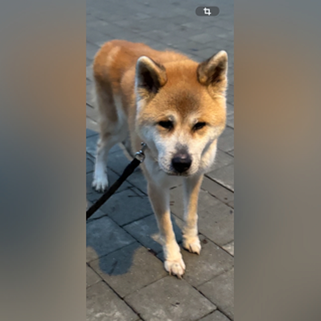 Hellbraun-weißer Rüde, stehend, von vorn, Kopf und Blick in Kamera