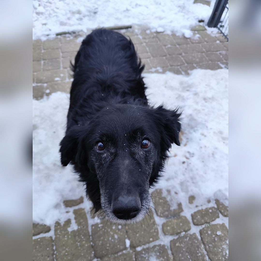 Schwarze Hündin, stehend, von vorn oben, Blick nach oben in Kamera