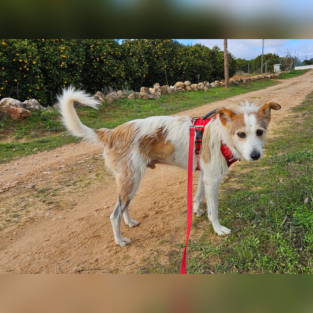 Weißer Rüde mit hellbraunen Flecken, stehend, rechte Seite, Kopf und Blick nach rechts Richtung Kamera