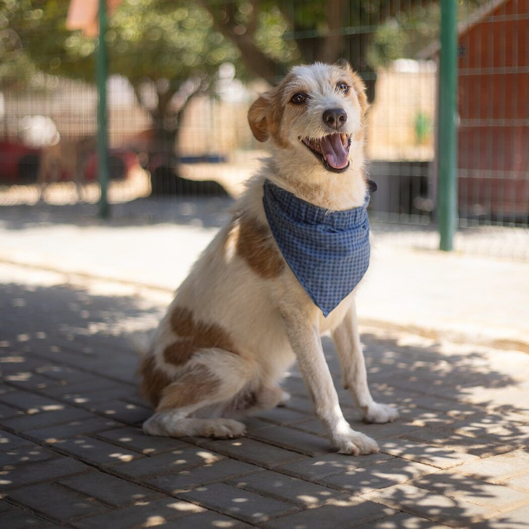 Weißer Rüde mit hellbraunen Flecken, sitzend, rechte Seite, Kopf und Blick nach rechts in Kamera