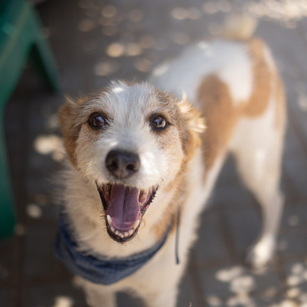 Weißer Rüde mit hellbraunen Flecken, stehend, von vorn oben , Kopf und Blick leicht nach rechts oben 