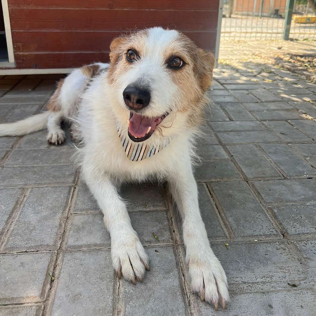 Weißer Rüde mit hellbraunen Flecken, liegend, von vorn, Kopf und Blick leicht nach rechts