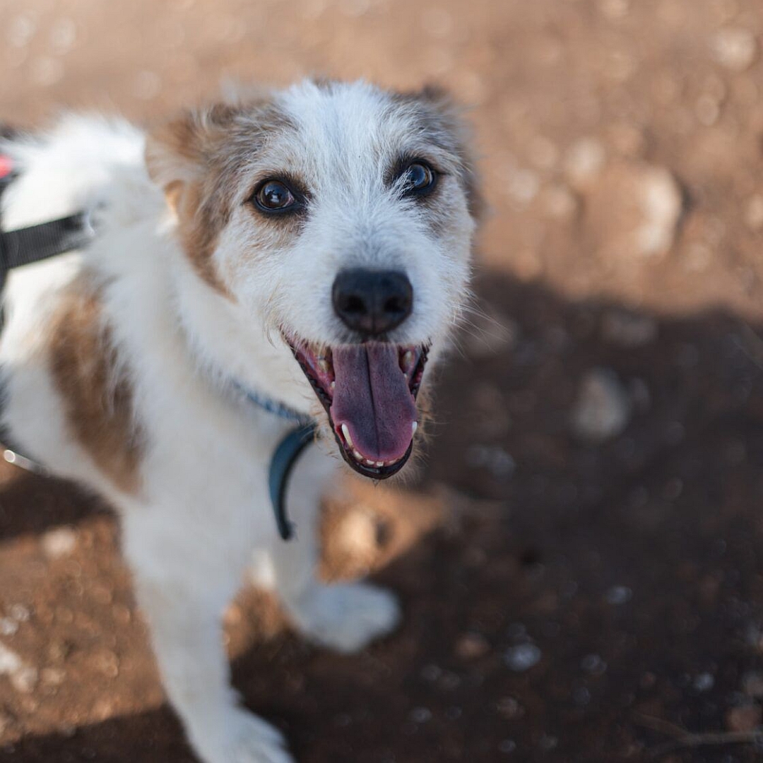 Weißer Rüde mit hellbraunen Flecken, stehend, von vorn oben, Kopf und Blick in Kamera 