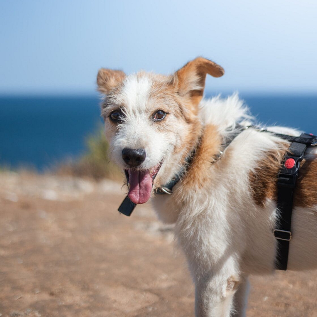 Weißer Rüde mit hellbraunen Flecken, stehend, linke Seite, Kopf und Blick nach links Richtung Kamera