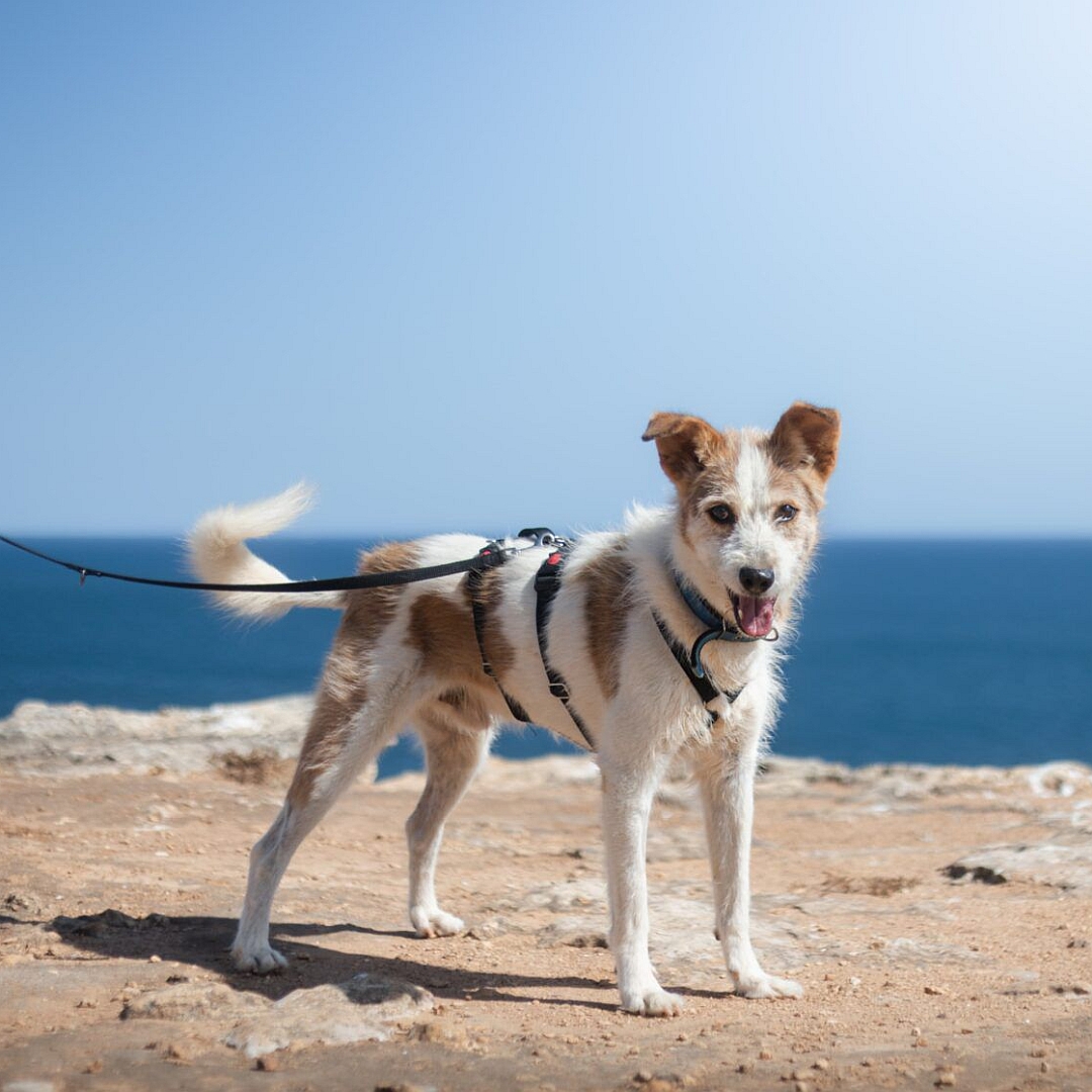 Weißer Rüde mit hellbraunen Flecken, stehend, von eher rechts vorn, Kopf und Blick in Richtung Kamera