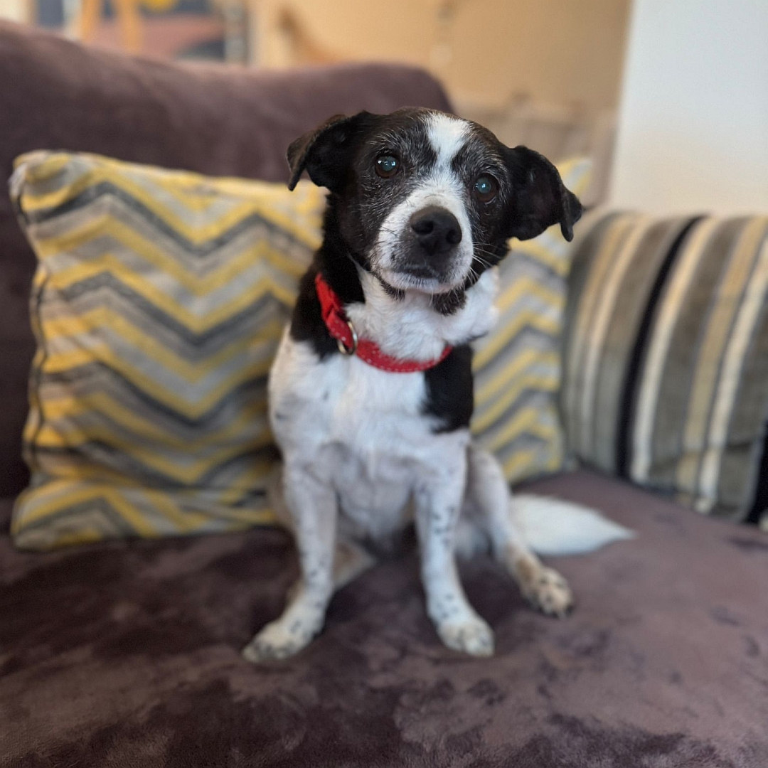 Schwarz-weiße Hündin, sitzend, von vorn, Blick in Kamera