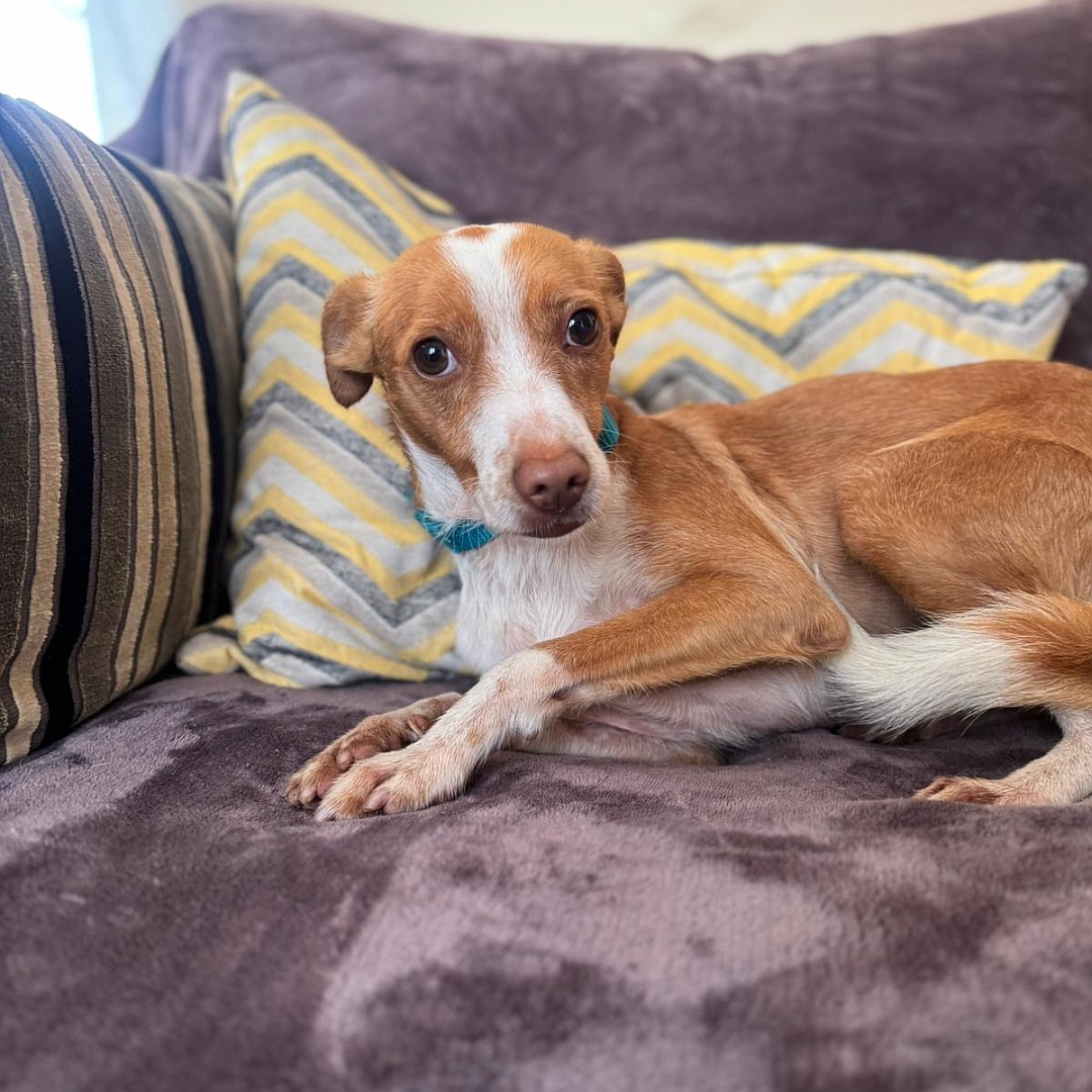 Hellbraun-weißer Rüde, liegend, linke Seite, Kopf und Blick nach links Blick in Kamera