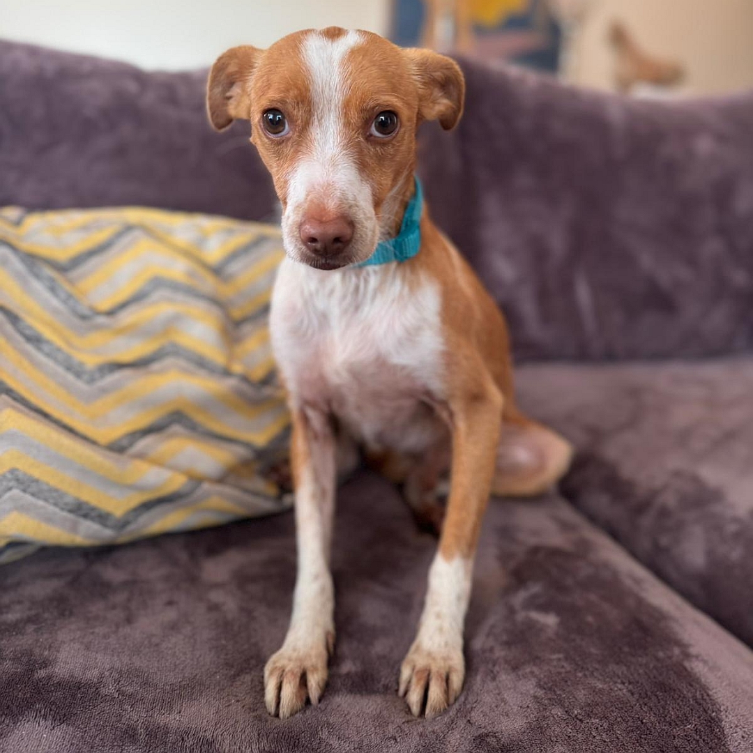 Hellbraun-weißer Rüde, sitzend, von vorn, Blick in Kamera