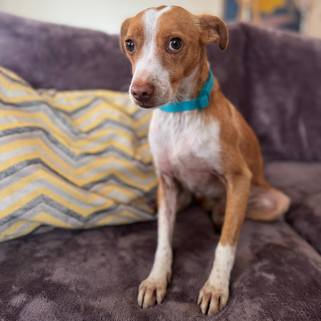 Hellbraun-weißer Rüde, sitzend, von vorn, Blick in Kamera